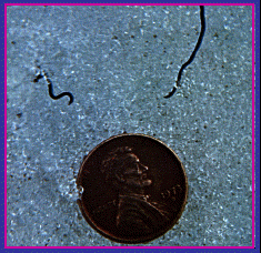 Ice worms compared to a penny. Photo by Harvey Bowers.
